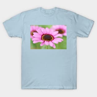 Argyranthemum  Grandaisy Pink  Marguerite  Grandaisy Series T-Shirt